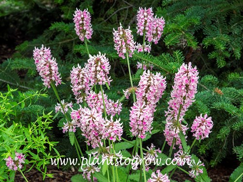 Pink Cotton Candy (Stachys officinalis) 
(July 14)